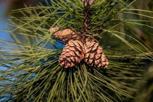 Pine Nut Harvesting